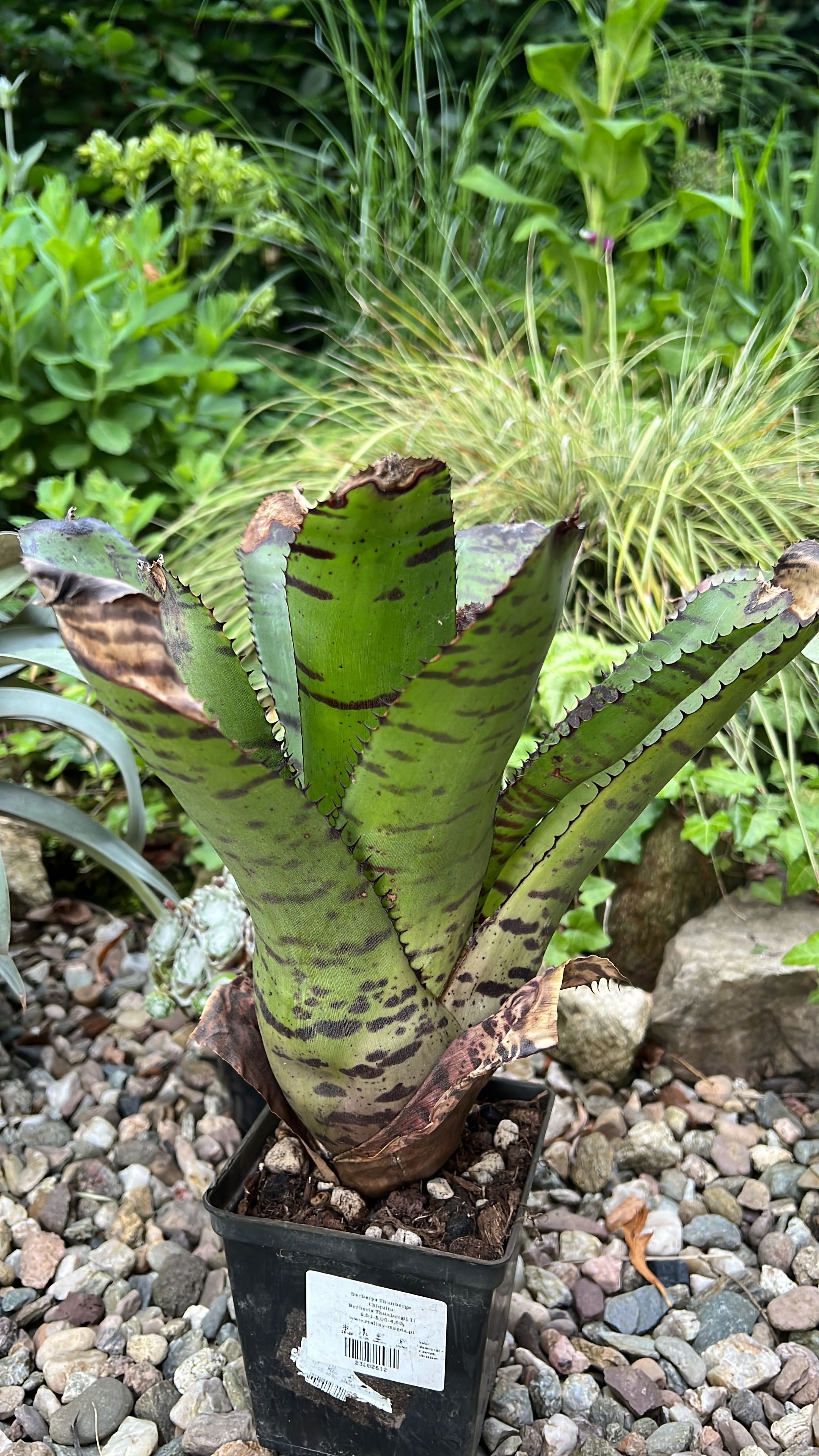 Neoregelia bromelia tillandsia