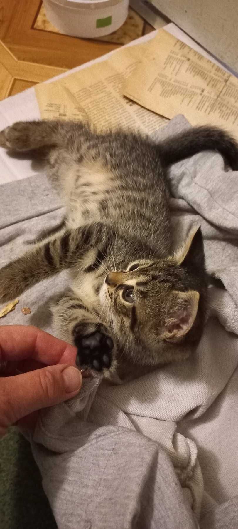Отдаём котят 1,5 месяца.