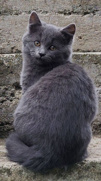 Маленькие котята ищут себе дом!