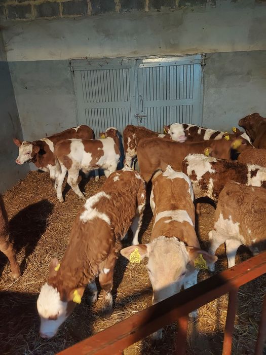 Byczki miesne Polskie