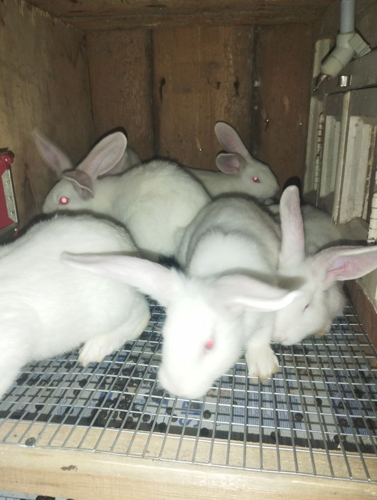 Кролики породы Белый паннон