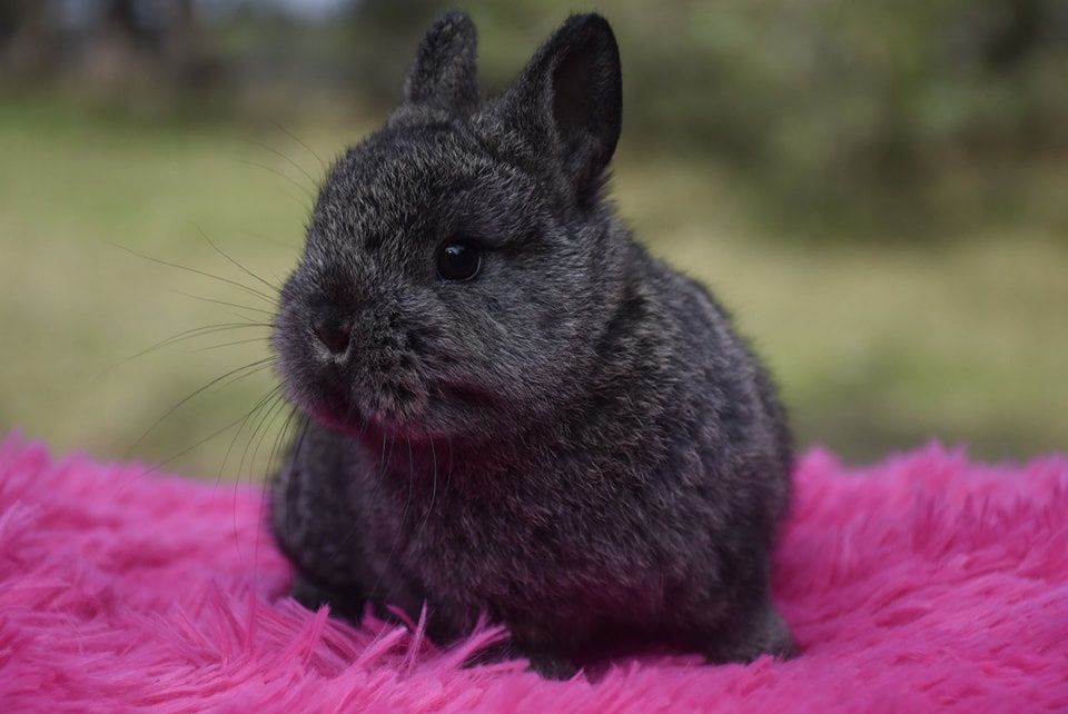 Karzełki niderlandzkie / mini króliczki / prawdziwe maluszki