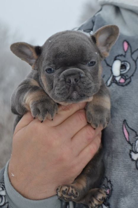 Блакитна солодка красуня