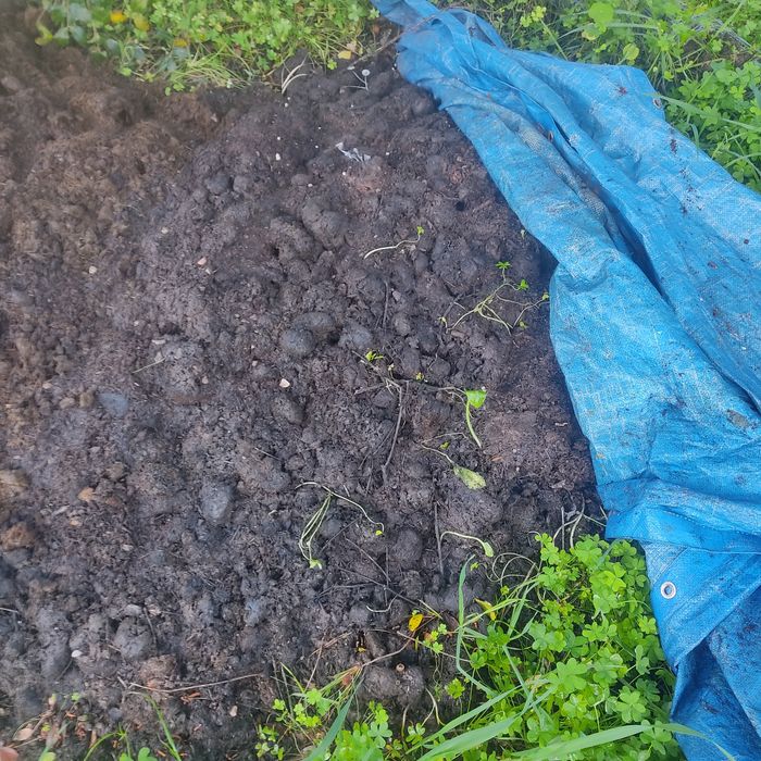 Estrume de cavalo selecionado/limpo