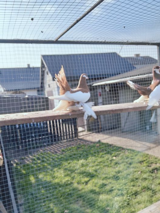 Sprzedam wolzanskie samce i samice 2025