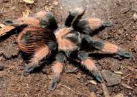 Самка паука птицееда Brachypelma emilia