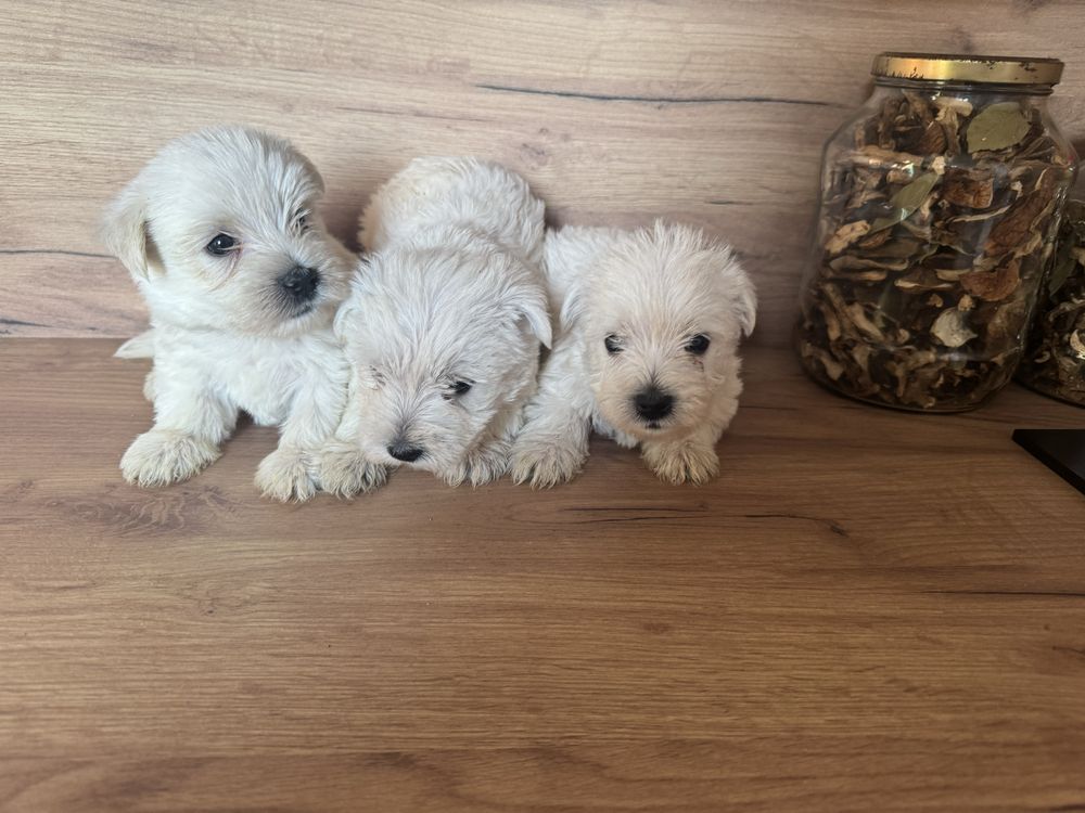 Śliczny Piesek West Highland White Terrier