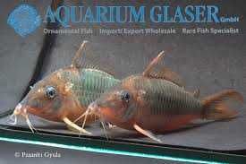 Brochis muiltiradiatus wild