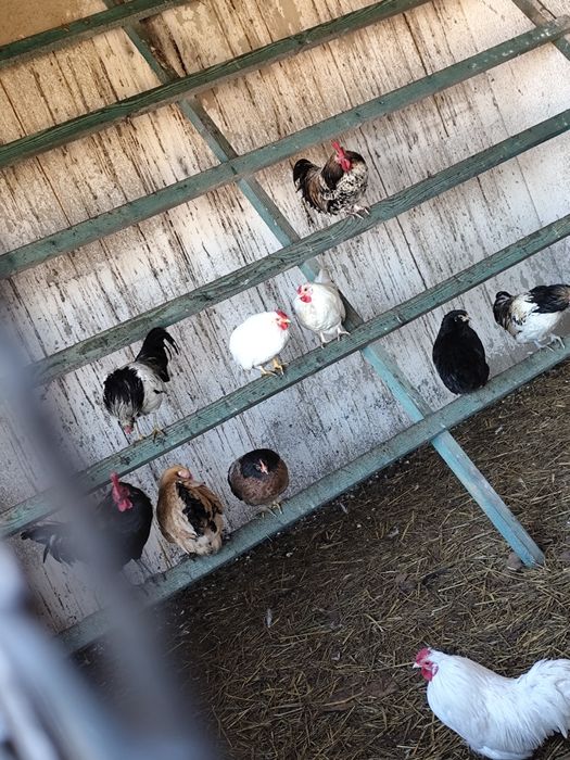 Kogutki cwergi   15 szt