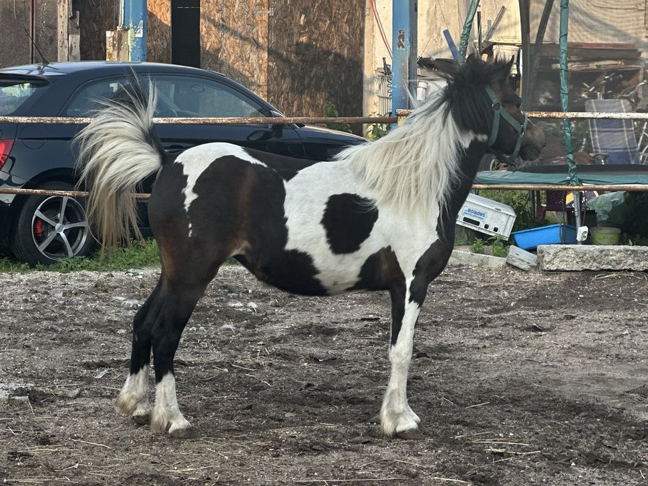 Kuc klacz na sprzedaz