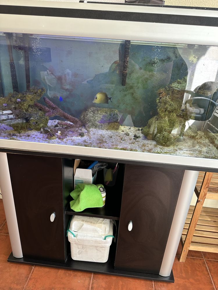 Aquario agua salgada