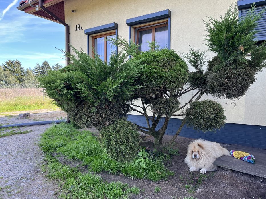 Tuja bonsai drzewko formowane