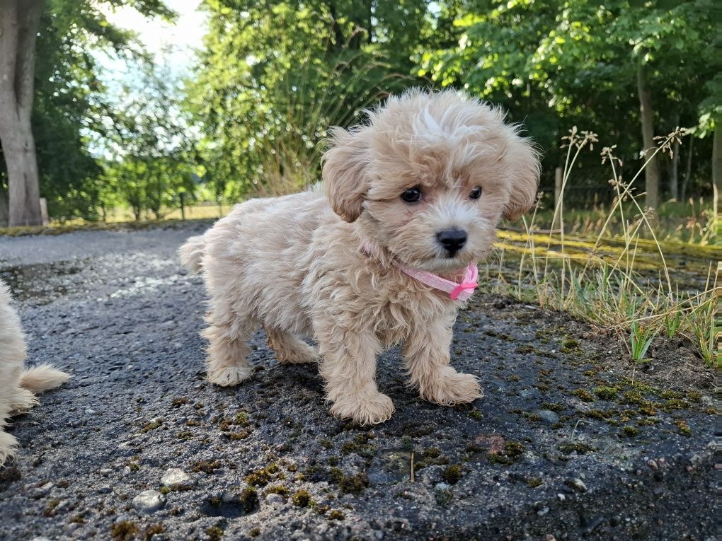 maltipoo szczeniak
