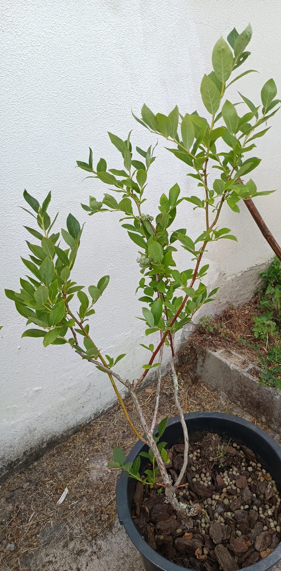 Mirtilo biológico com fruto