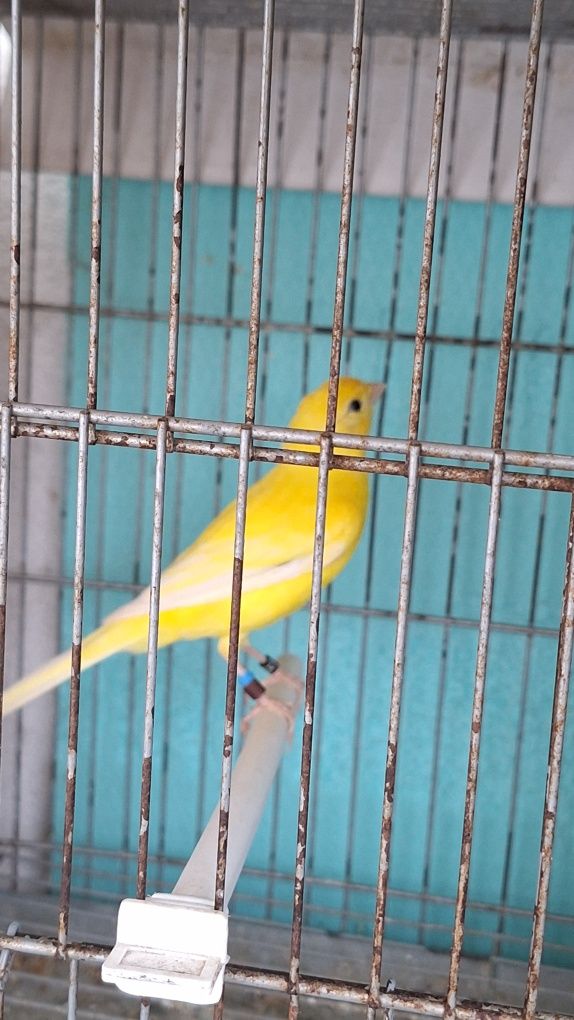 Canário Amarelo Intenso 2025