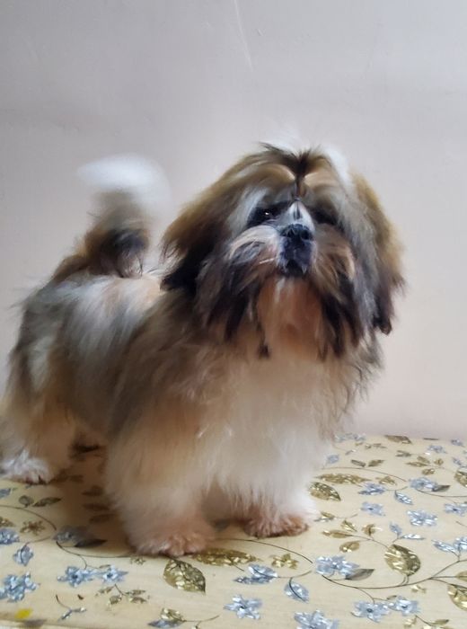 Породный пупсик ши-тцу.