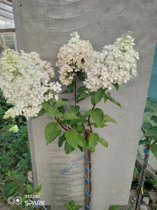 Гортензія Хамелеон. Гортензия.Волотисті,Метельчастые Ваніла, Полар Бі