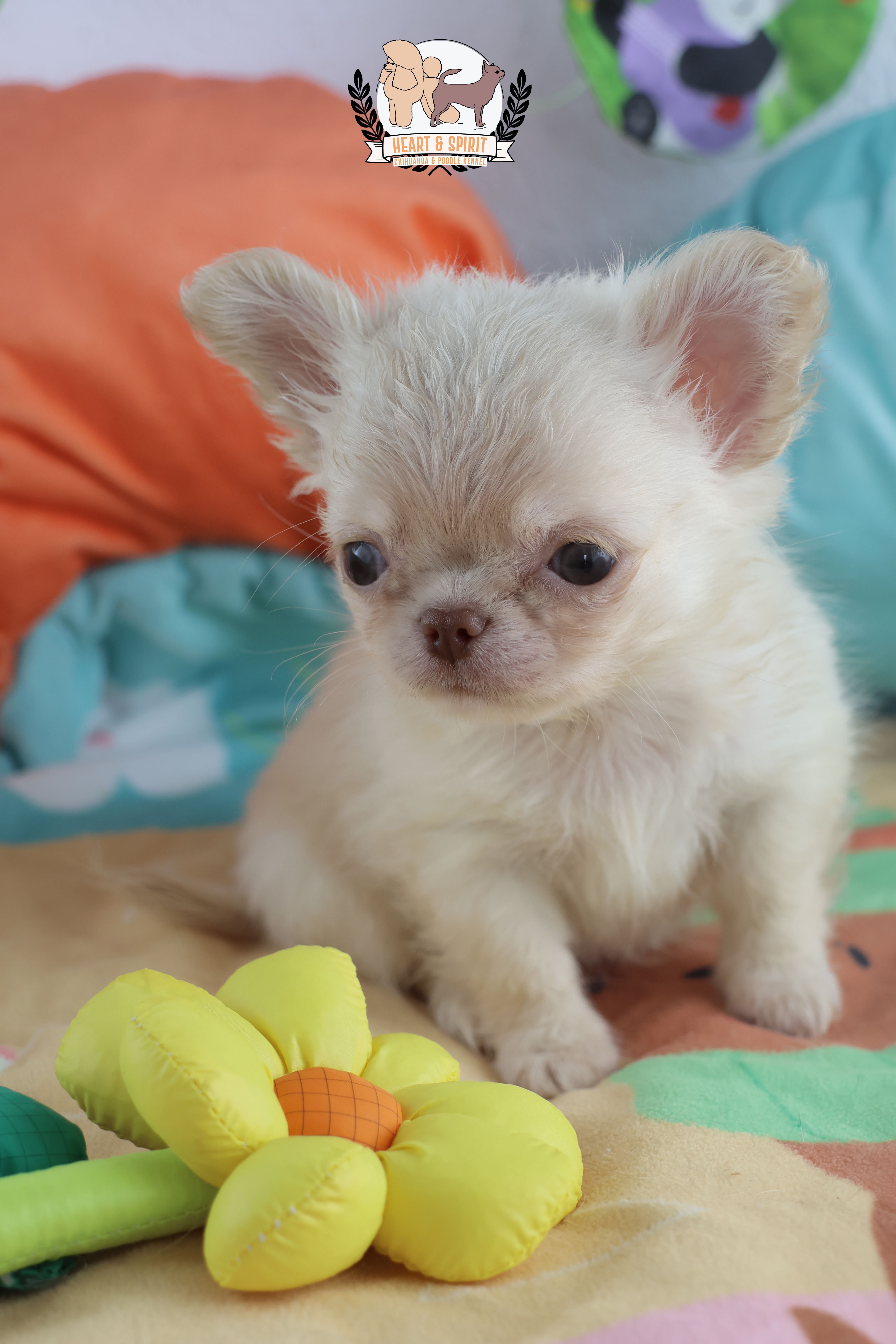 chihuahua macho branco pelo comprido super minorca