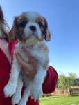 Szczeniak cavalier King charles spaniel