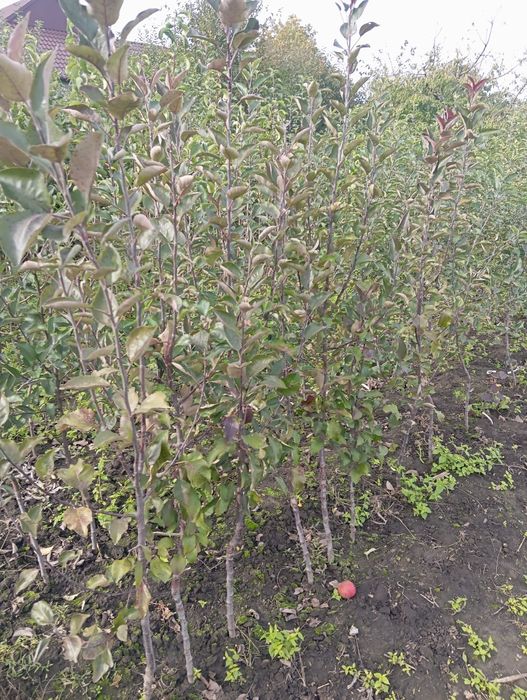 Продам саджанці плодових дерев