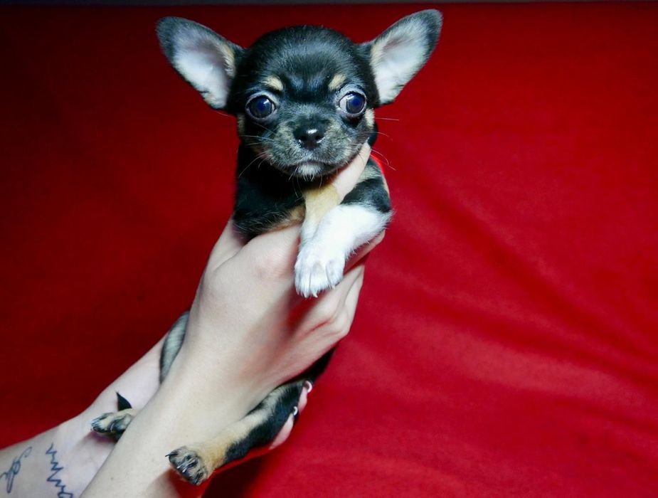 Chichuachua szczeniak