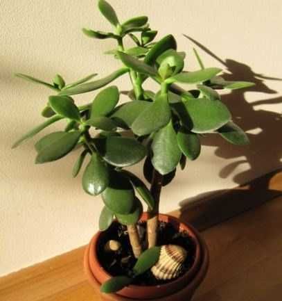 Сукуленти, вирощені в домашніх умовах