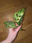 Monstera Indonesian Marble - szczyt
