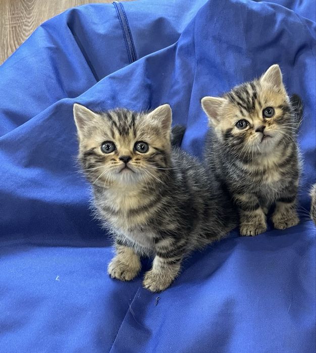 Шотландські кошенята