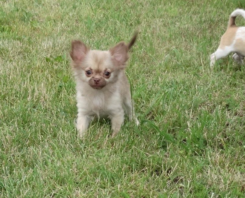 Chihuahua  piesek