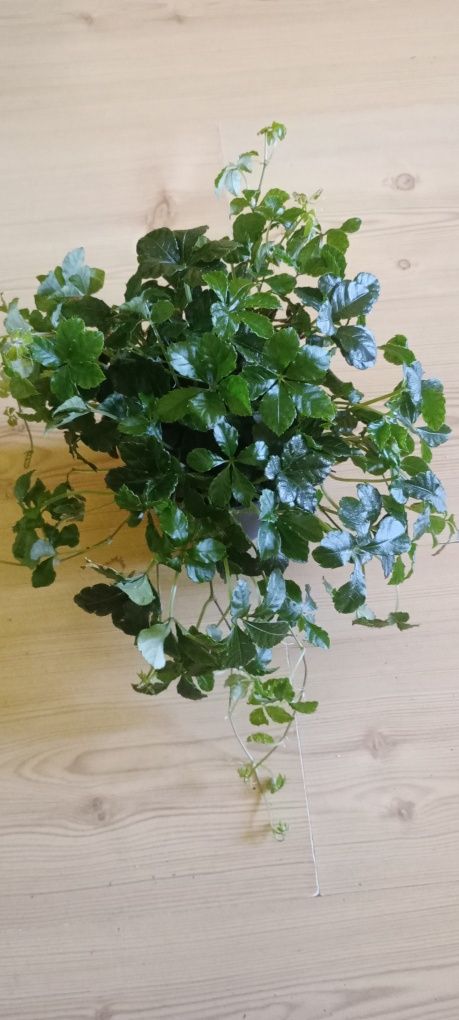 Cisus fikus sanseweria