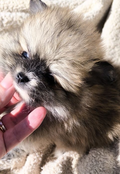 Spitz anão.Lulu da Pomerânia. Menina Mini com LOP e Afixo