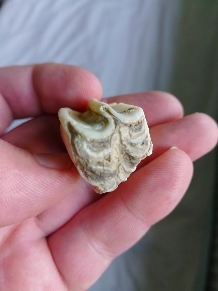 Окаменелость зуб плейстоценовой лошади