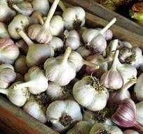 Продам часнок сезон 2025