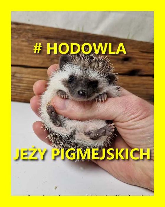 Jeż pigmejski, jeże Pigmejskie, Afrykański, Młode, Terrarium dla jeża