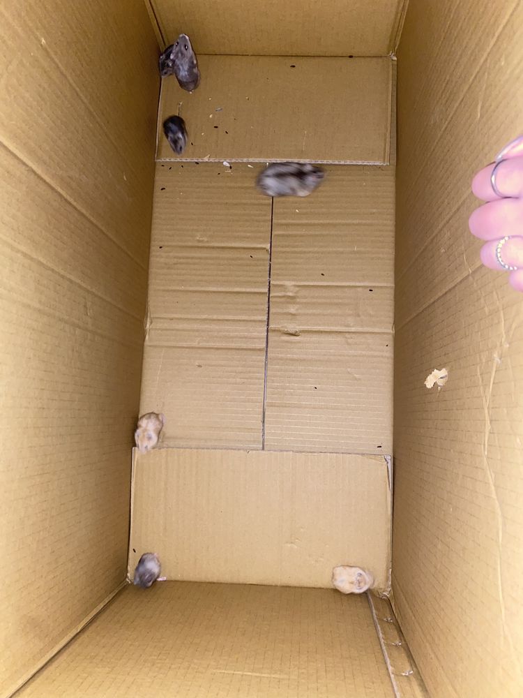 Para Venda hamsters
