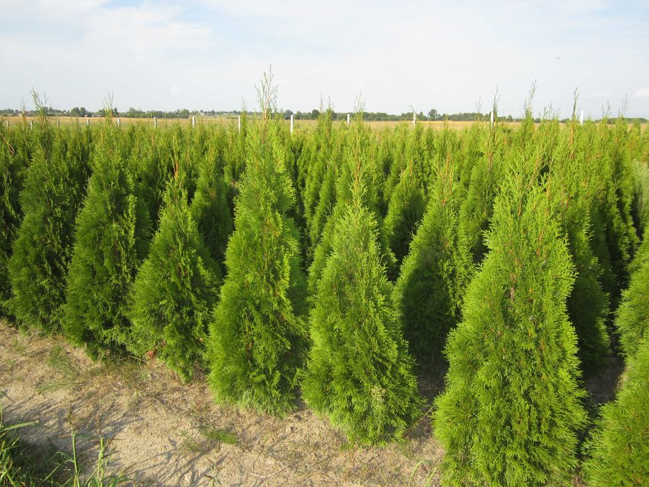 170cm tuja SZMARAGD 150cm smaragd ‼️ PRODUCENT ‼️ 180 160cm transport