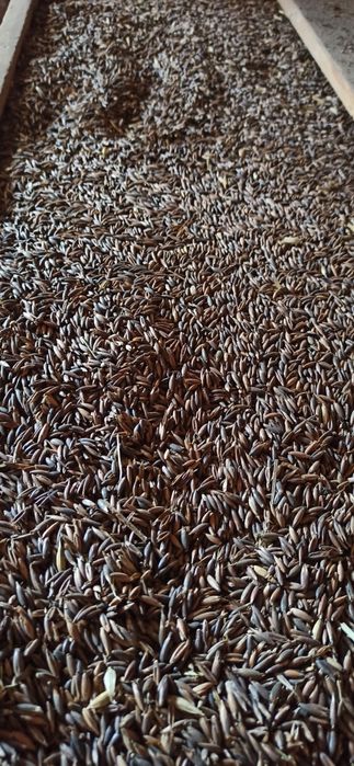 Owies gniady, czarny.