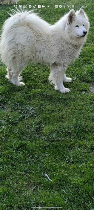 Samoyed sunia dorosła