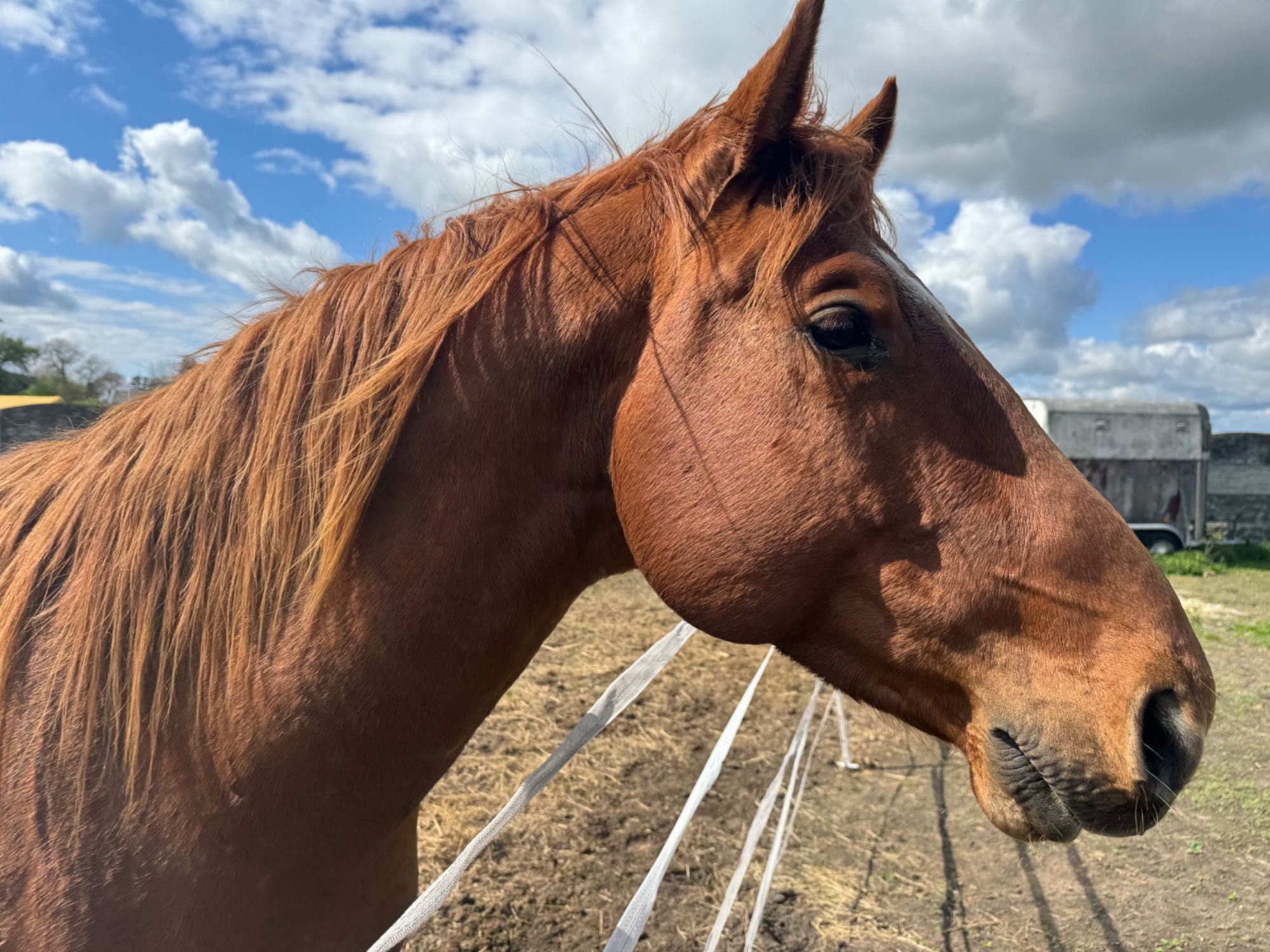 Ogier American paint horse / małopolski