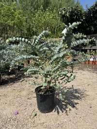 Eucalyptus Pulverulenta / Eukaliptus Niebieski / Baby Blue / 40cm