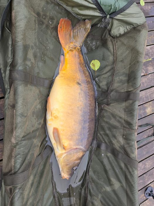 Karp na łowisko 5/7 kg , tarlaki, selekty