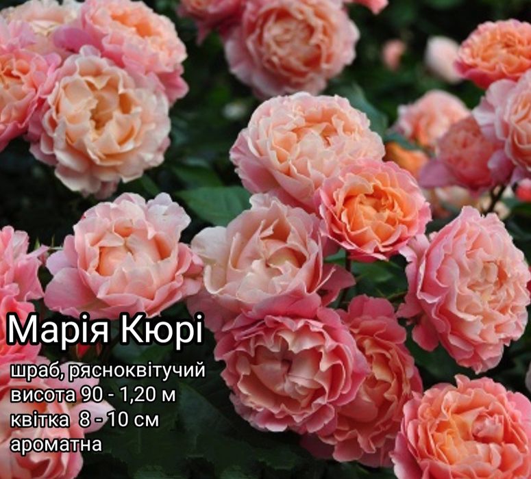 Саджанці троянд Саженцы роз