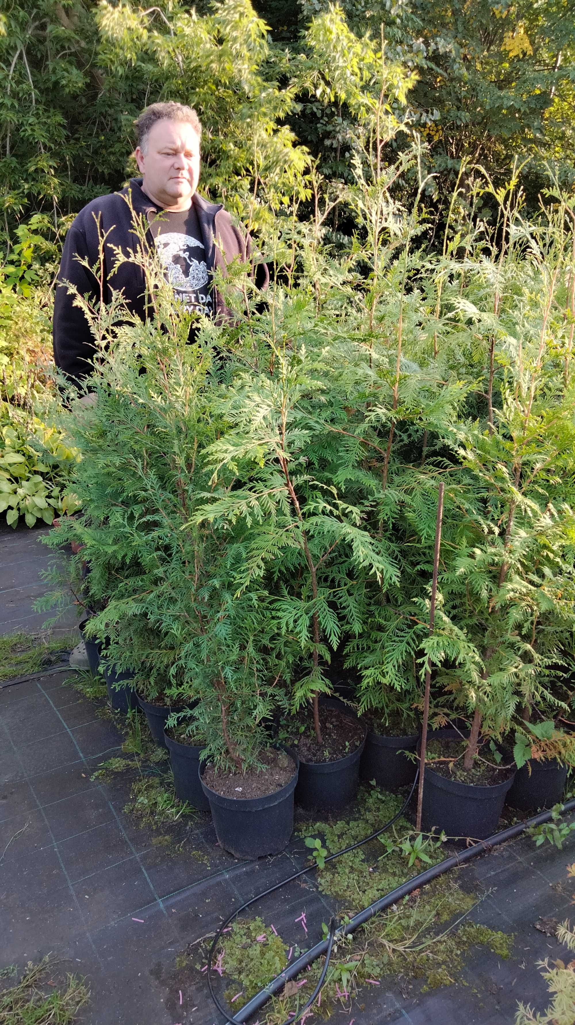 Tuja Brabant 80-100 cm