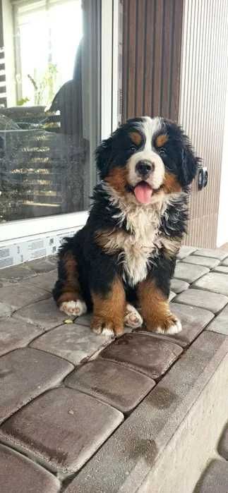 Bouvier Bernois disponível