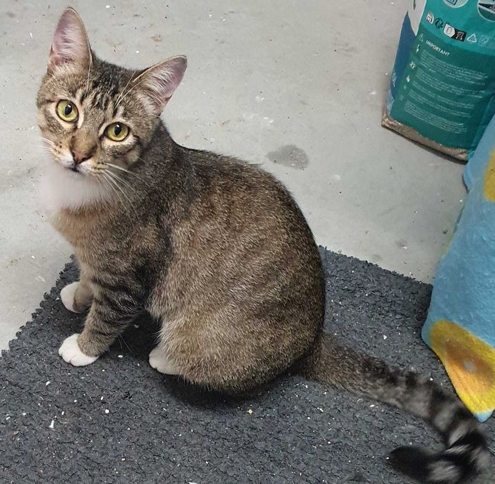 Várias gatinhas para adopção