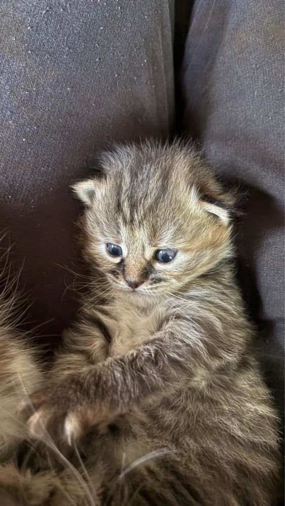 Кошенята безкоштовно Харків