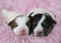 Jack Russell Terrier-szczeniak