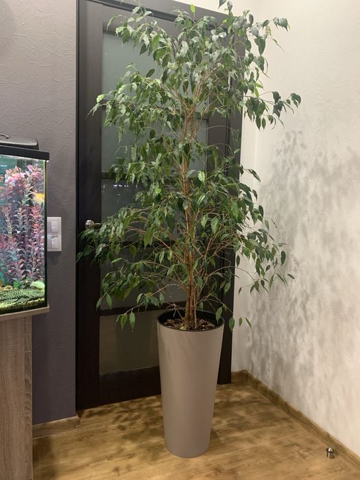 Продам фікус для дому, офісу