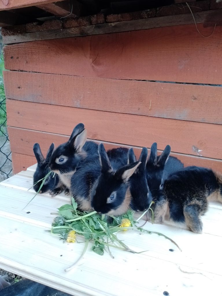 Króliki rasy Czarny Podpanany