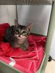 Gato para adoção (macho com 2-3 meses)
